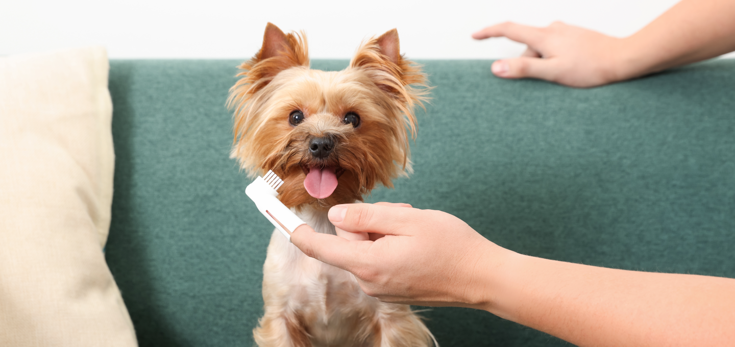 Limpieza dental en perros: Guía completa para conservar la salud bucal de tu compañero canino