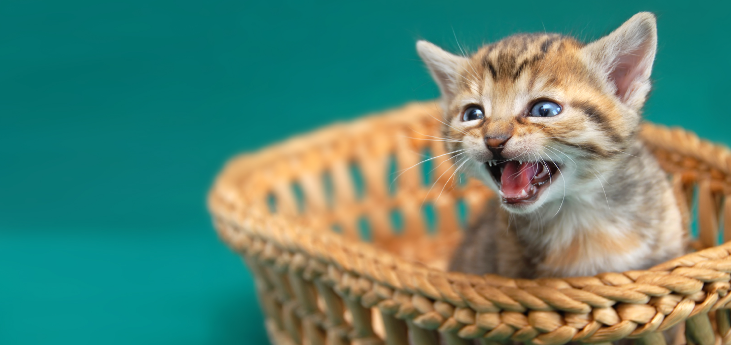 El ABC para cuidar a un gato en sus primeros meses de vida