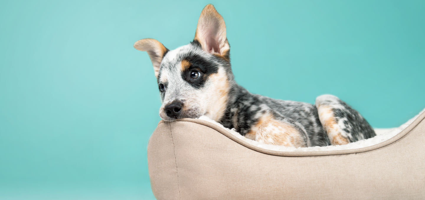 Cómo recibir una nueva mascota en casa: Consejos prácticos para una convivencia armoniosa