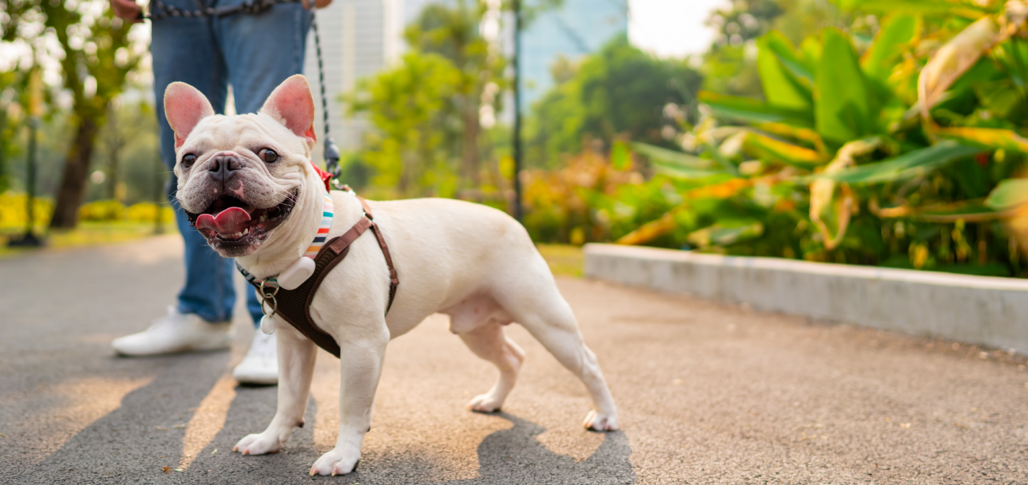 Ejercicio para perros en casa: Mantén a tu canino activo y feliz con estas rutinas