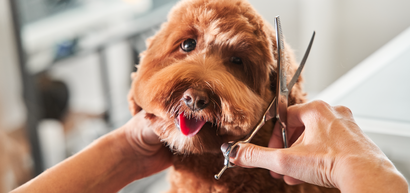 ¿Es buena la idea de cortarle el pelito a los perritos?