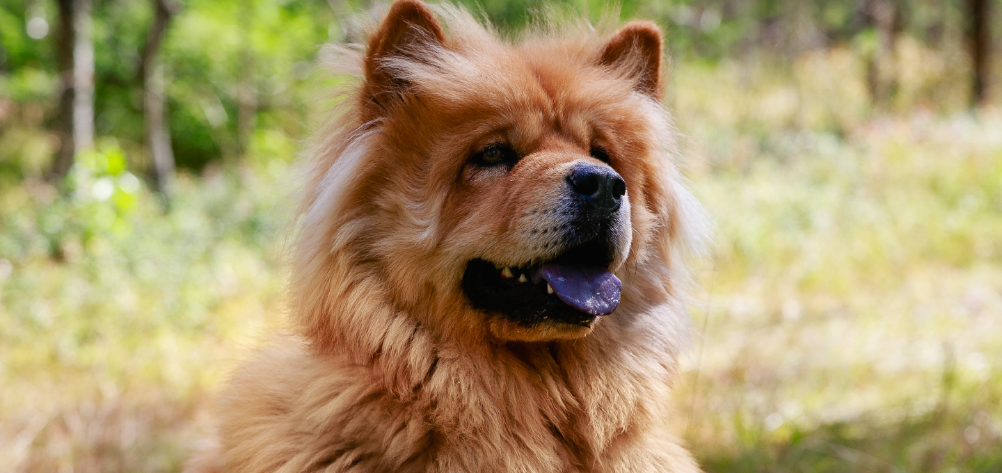 Lengua morada en perros: ¿Qué significa y cuáles son las causas?