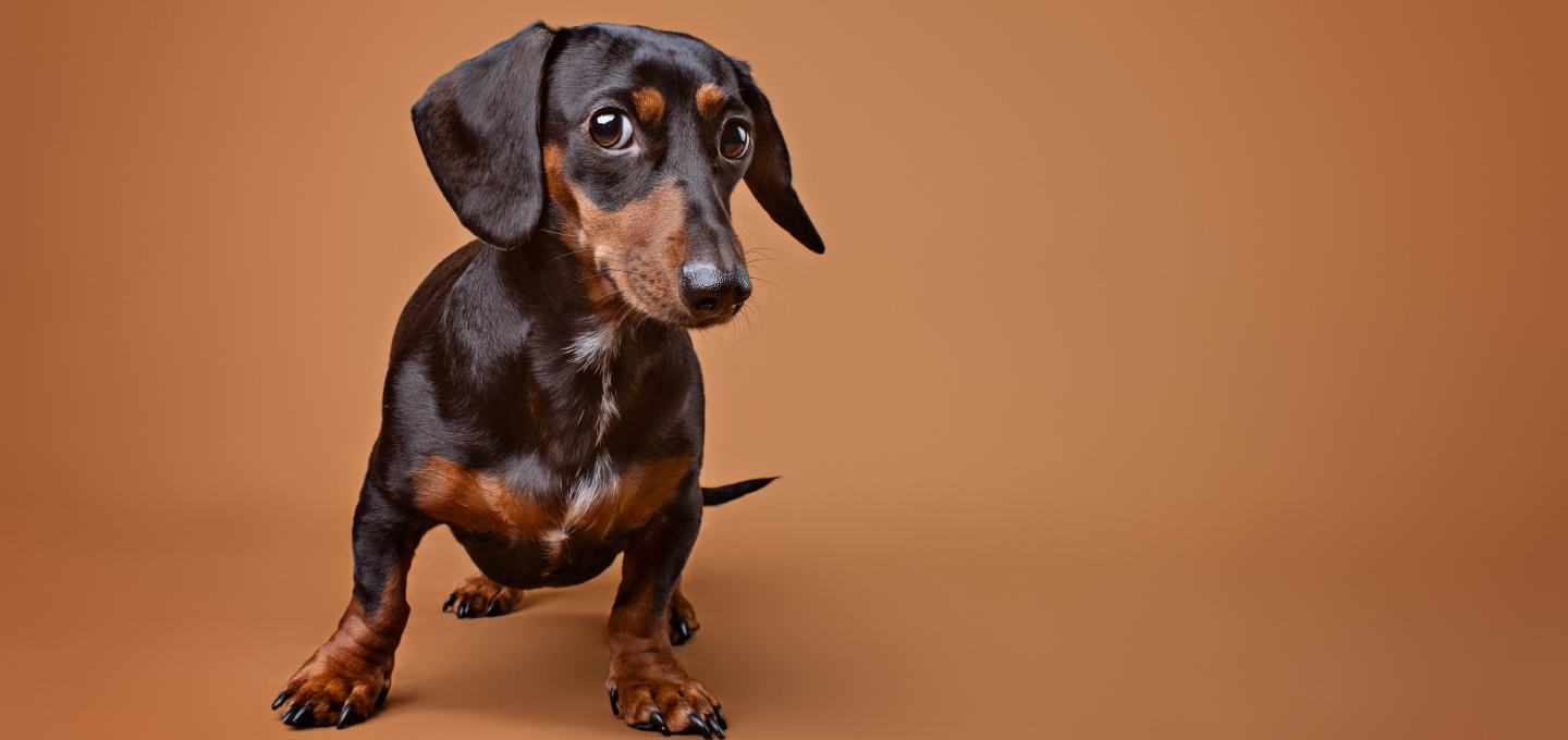 Tips para cuidar a un perro Salchicha o Dachshund con éxito