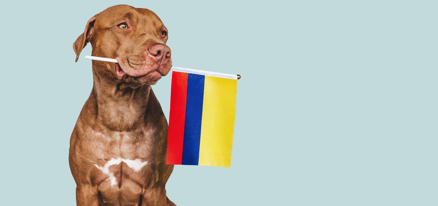 Día de la independencia: Por qué se celebra y planes para hacer con tu mascota